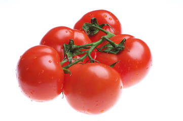 tomatoes