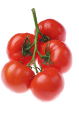 tomatoes