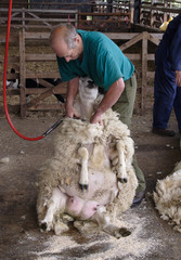 sheep shearing © Gail Johnson