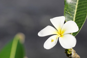 blueten in thailand