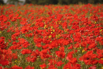poppy, field,