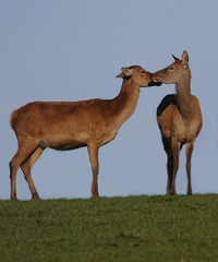 Naklejka premium deer,