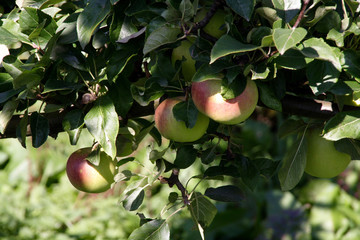 apple tree