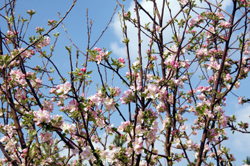 apple enjoying in new spring with blossom branch