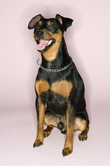 Fototapeta na wymiar Portrait of Miniature Pinscher dog.