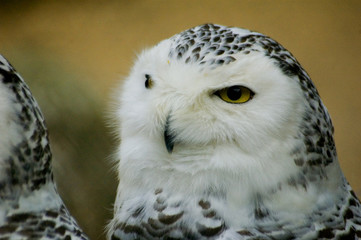 white snow owl