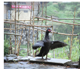 chinese duck