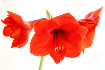 amaryllis 11