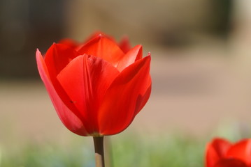 fr&uuml;hling in berlin