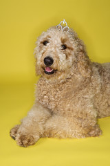 Goldendoodle dog wearing tiara.