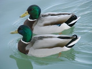 canards