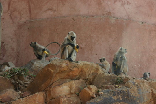 india monkeys