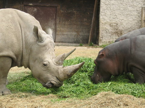 rinoceronte e ippopotamo