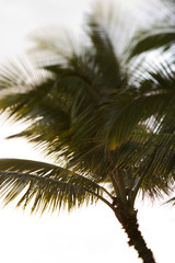 Fototapeta na wymiar Palm tree in Maui, Hawaii.