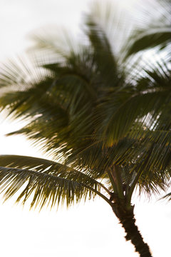 Palm tree in Maui, Hawaii.