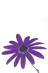 senetti deep blue and stem