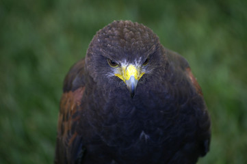 harris hawk