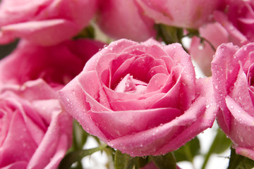 pink rose close-up 5