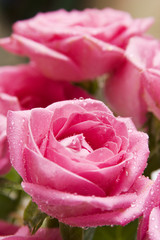 pink rose close-up 6