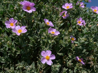 printemps en guarrigue