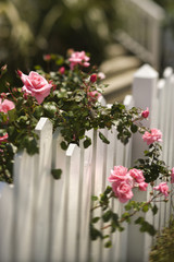 Fototapeta na wymiar Roses growing over fence.