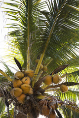 Fototapeta premium Coconut tree full of coconuts.