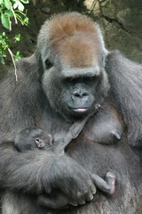 gorilla mother and infant