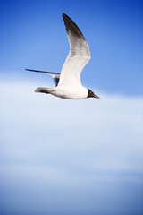 Fototapeta premium Black-headed gull in flight.