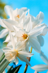 Fototapeta na wymiar white miniature daffodils
