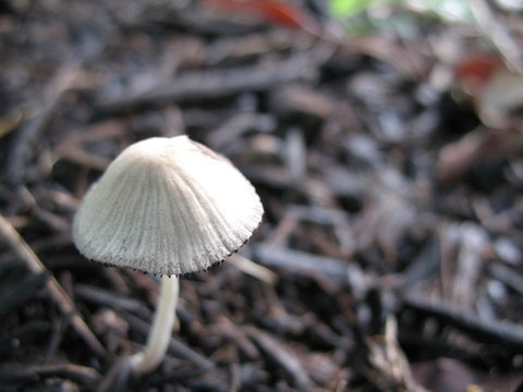 closeup white mushroom
