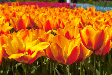 Obraz premium yellow tulips