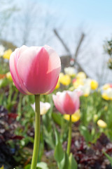 windmill and tulips