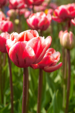 red and whte tulip