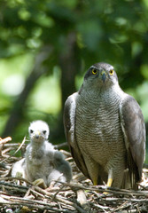 goshawk