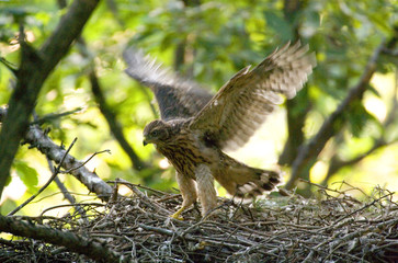 goshawk