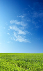 Fototapeta na wymiar wheat field over beautiful blue sky 2