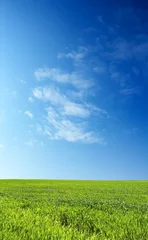 Printed kitchen splashbacks Countryside wheat field over beautiful blue sky 2