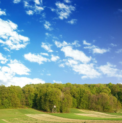 spring forest over blue sky 6