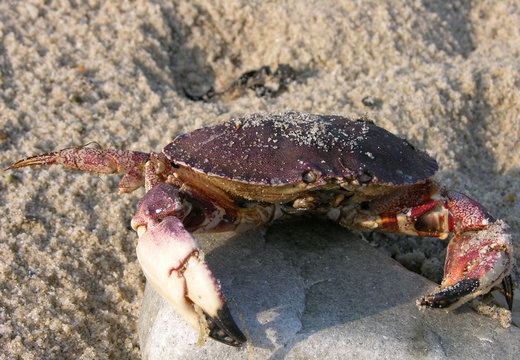 granchio