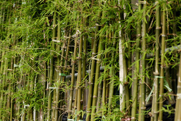Fototapeta premium green bamboo trees