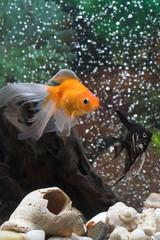 goldfish