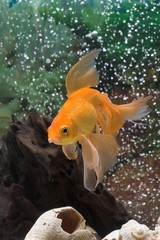 goldfish