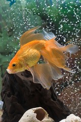 goldfish