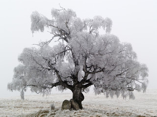 winter tree1 - 2984090