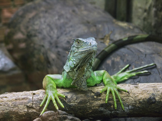 green iguana drying manicure
