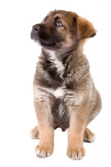 puppy dog sitting in front of white background