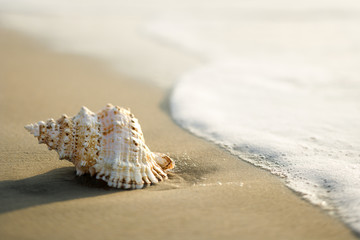 Conch shell on beach  with waves. - obrazy, fototapety, plakaty