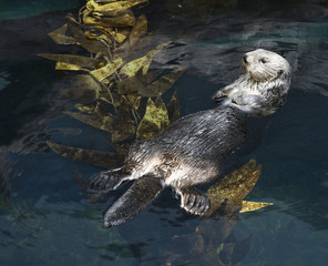 Otter swimming in aquarium in Lisbon, Spain.