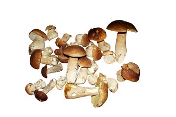 wild mushroom on white background