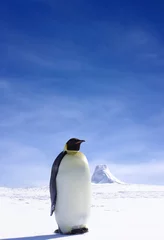 Muurstickers penguin © Jan Will